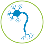 brain-nerves